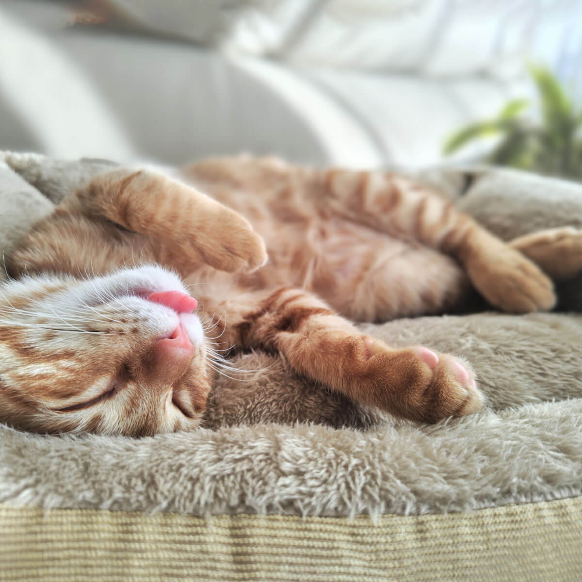 img_cat_02