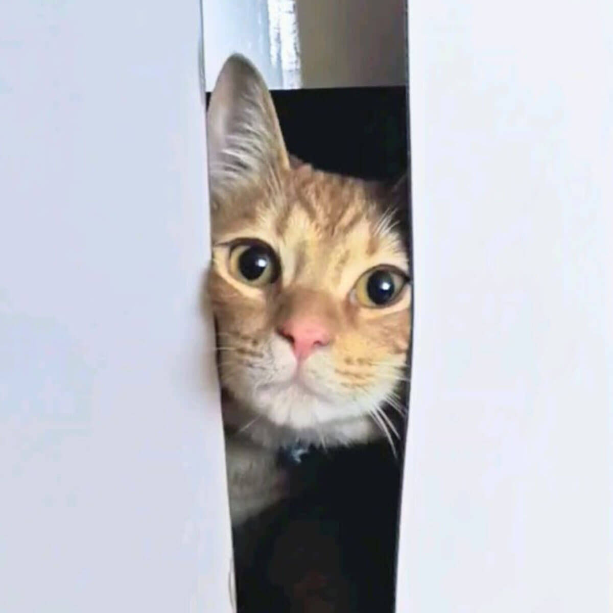 img_cat_01